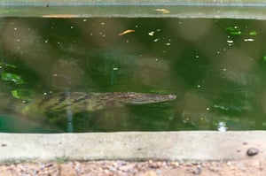 A Siamese crocodile in a pond in the local zoo
