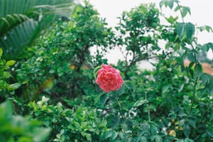 Hoa hồng