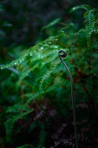 Pyrola chlorantha