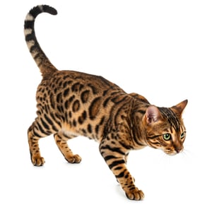 Bengal Cat Hunting