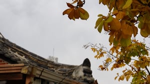 Lá mùa Thu ở Hàn Quốc