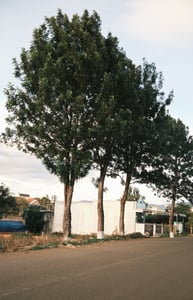Những hàng cây ở Lâm Đồng