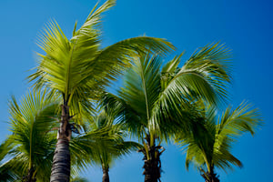 Coconut Tree
