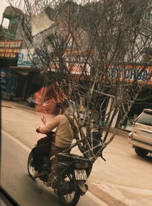 Chở nhánh đào khổng lồ trên xe máy