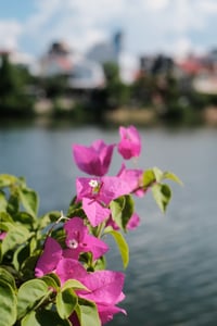 Flowers at Huong riverside