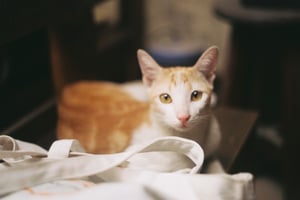 The kitten's curious gaze.
