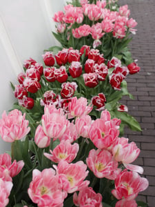 Luống Hoa Tulip