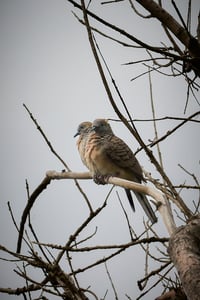 A pair of Zebra doves (chim cu gáy vằn) on a tree branch in Mũi Né, Việt Nam