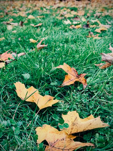 Canada Leaf