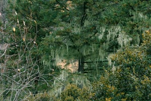 Lace Lichen (Ramalina menziesii)