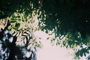 Green leaves under sunlight wallpapper