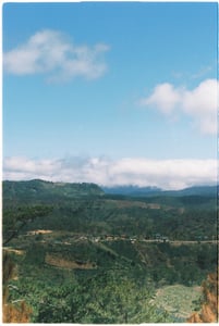Khung cảnh đồi thông Đà Lạt