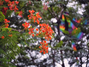 Hoa phượng