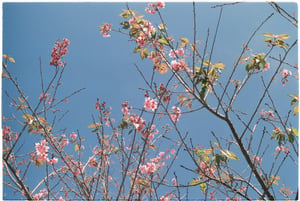 Cherry blossom wallpaper