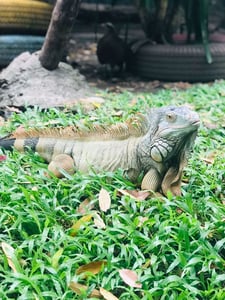 Green Iguana