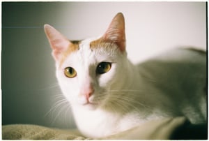 Cat portrait