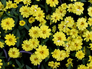 Hoa cúc lá nhám vàng