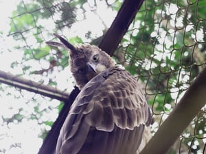 Đại bàng ngoái nhìn
