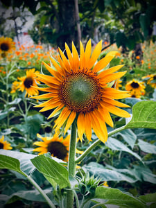 Sunflower