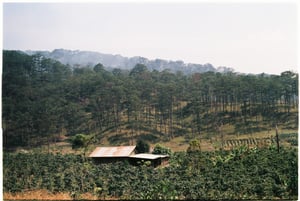 Rẫy cà phê trong rừng thông