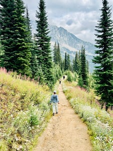 Walking Through A Pine Forest