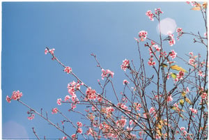 Spring blossom under blue sky wallpapper