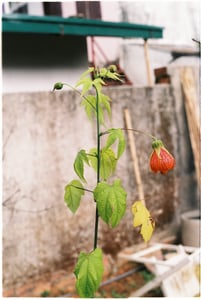 Nhành hoa lồng đèn