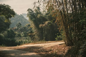 Con đường làng và lũy tre