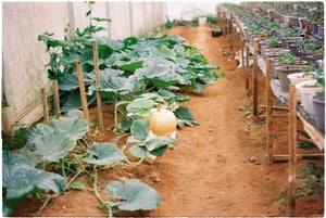 Giàn bí đỏ trong vườn