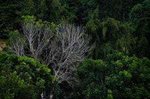 Jungle Wallpaper