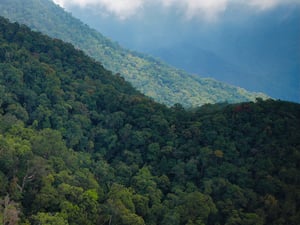 Rừng cây trùng điệp trên Bà Nà Hill