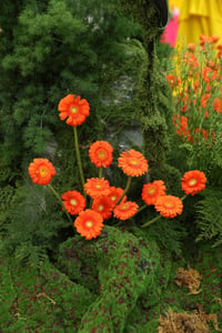 Flowers Decoration