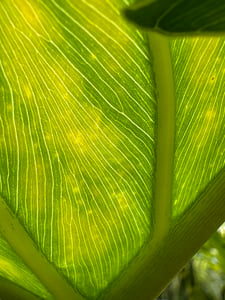 Pattern of a leaf