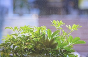 Một bồn cây xanh