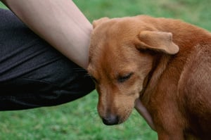 Cuddling a Gently Chiweenie Puppy