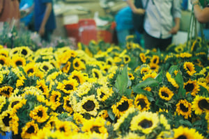 Những bó hoa hướng dương trong chợ hoa