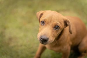 Gently Eyes of a Cute Chiweenie Puppy