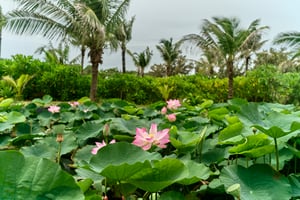 A lotus pond located inside a sea-side resort