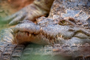 The modern dragon (crocodile)
