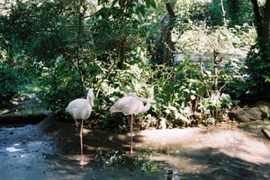 A couple of Flamingos in zoo