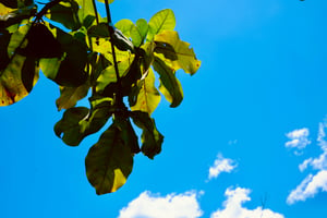 Terminalia Catappa Leaves In The Sky