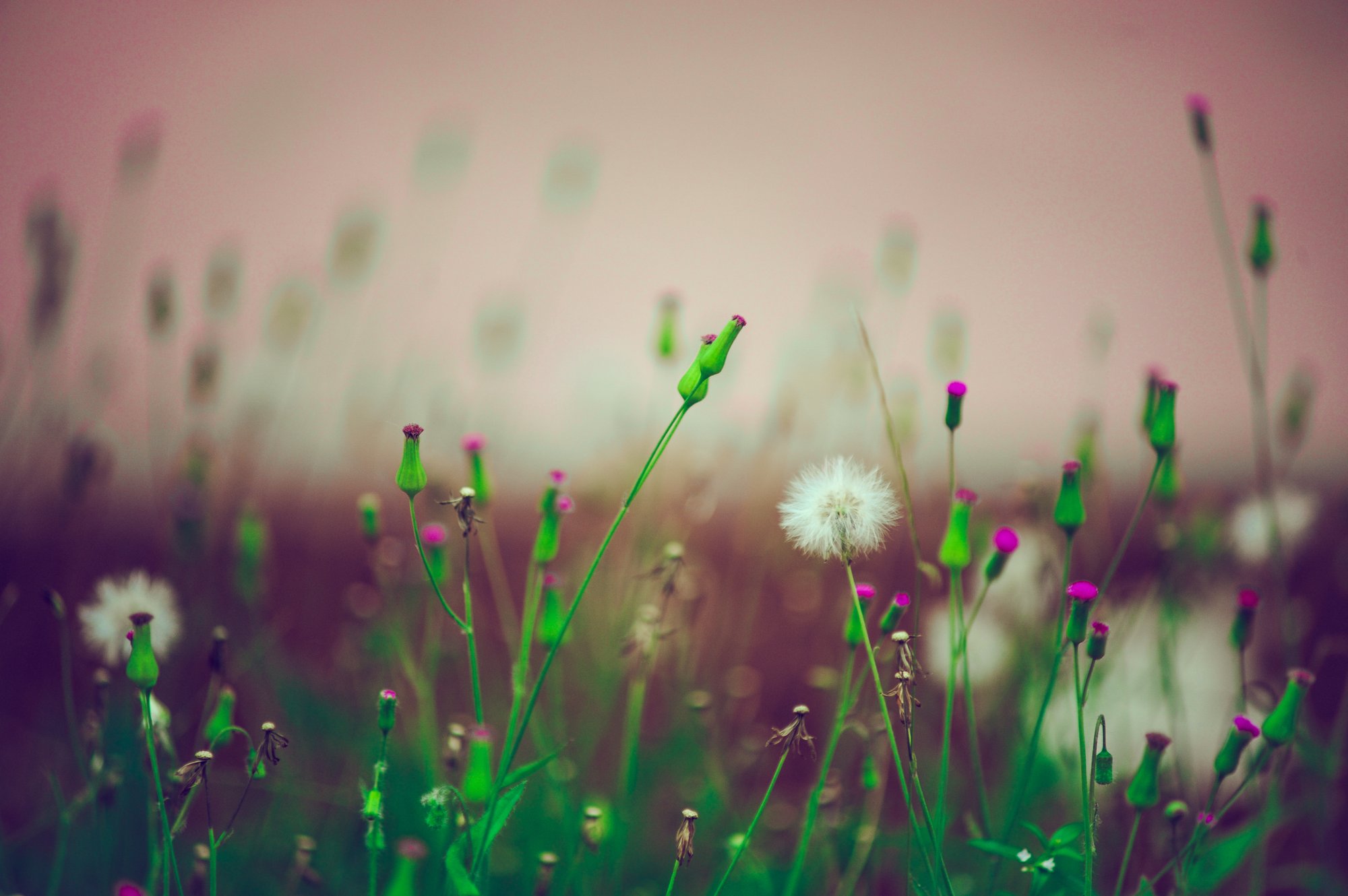 Dandelion