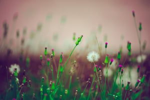 Dandelion