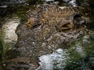 Crocodile: Be careful I'm here