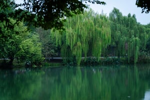 Cây liễu rũ bên bờ hồ Wallpaper