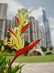 Flower and Insect at Vinhomes Central Park