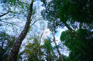 Rừng nguyên sinh