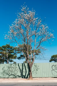 A cherry blossom tree in Da Lat
