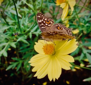 Ong, bướm và hoa