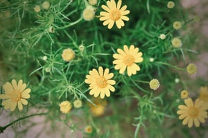 Hoa vàng cỏ xanh